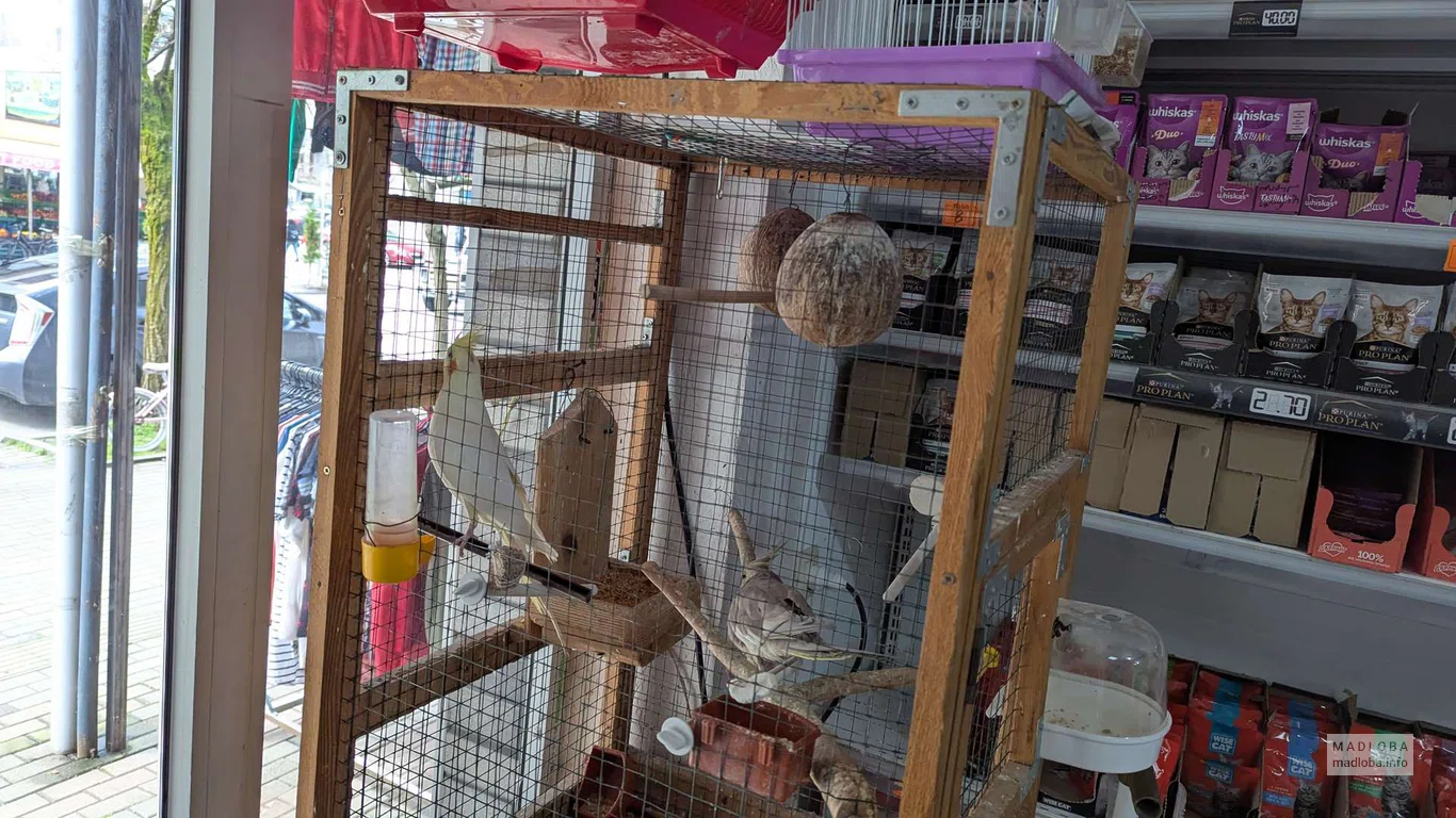 Попугаи в зоомагазине Zoo mani