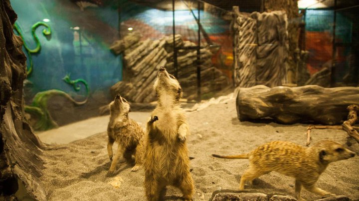 Zootopia (Tbilisi Mall)