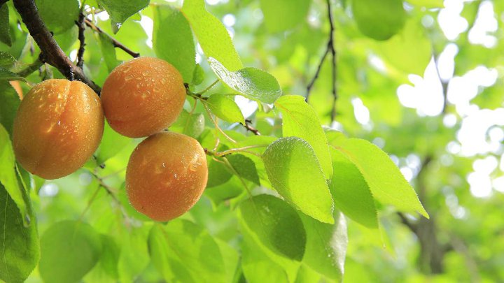apricot