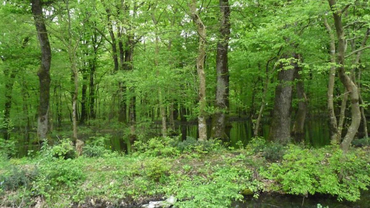 Adjametsky Reserve in Western Georgia