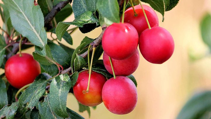 cherry plum