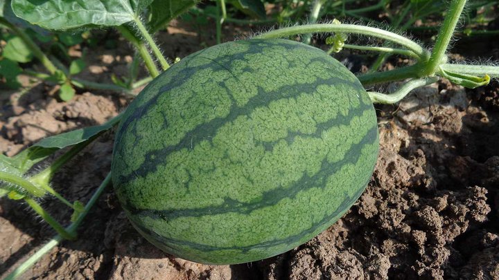 watermelon