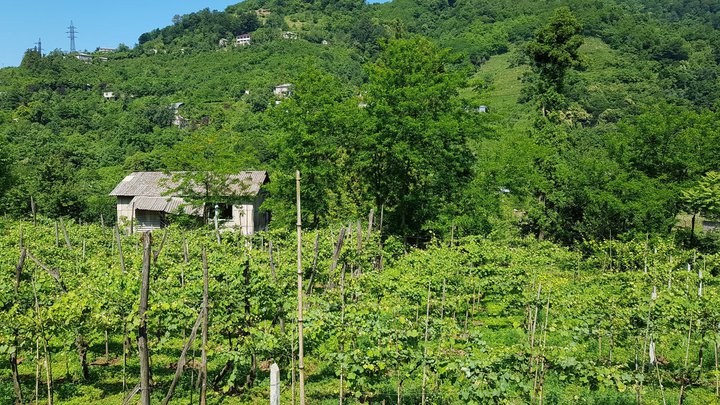 Bibineishvili Wines