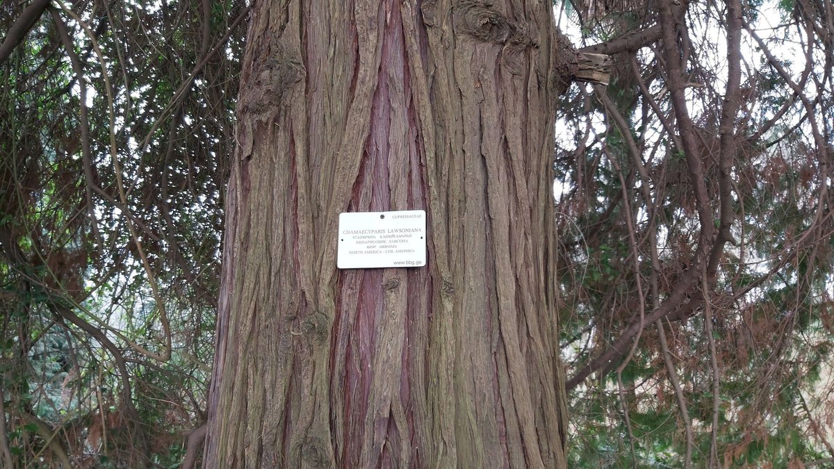 botanical-garden-in-batumi-58.jpg