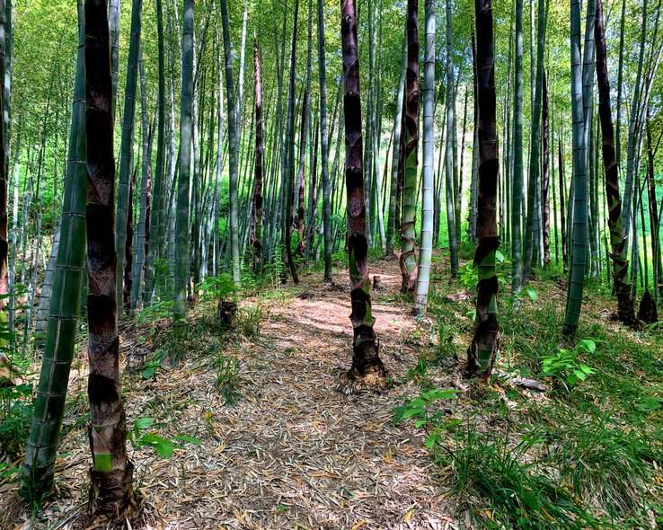 botanicheskij-sad-batumi (13).jpg