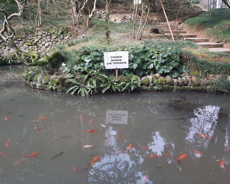 botanicheskij-sad-batumi (3).jpg
