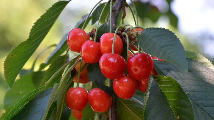 cherries