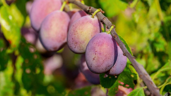black plum