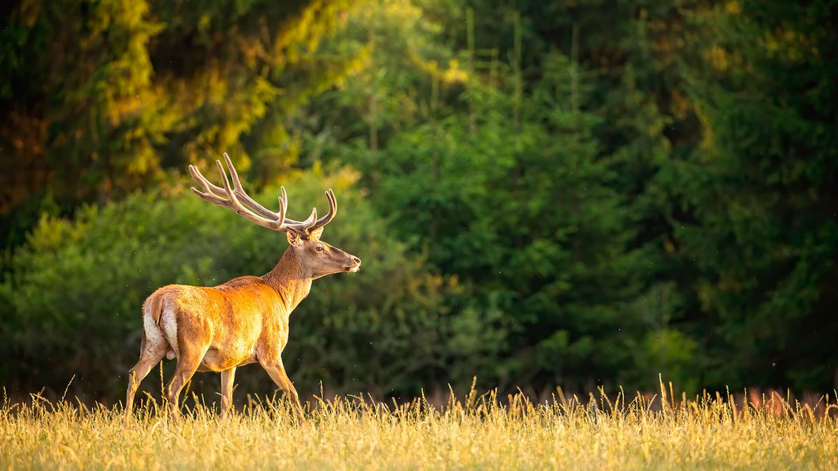 Ecotourism in Georgia