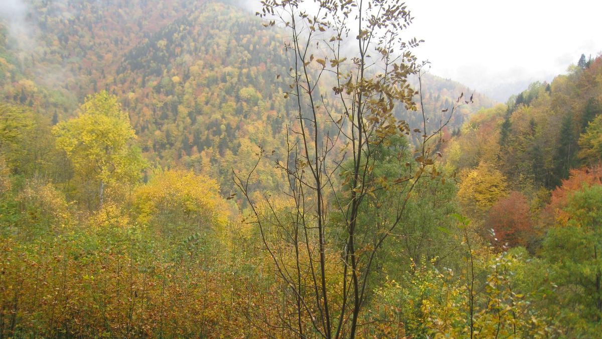 Долина реки Дзама