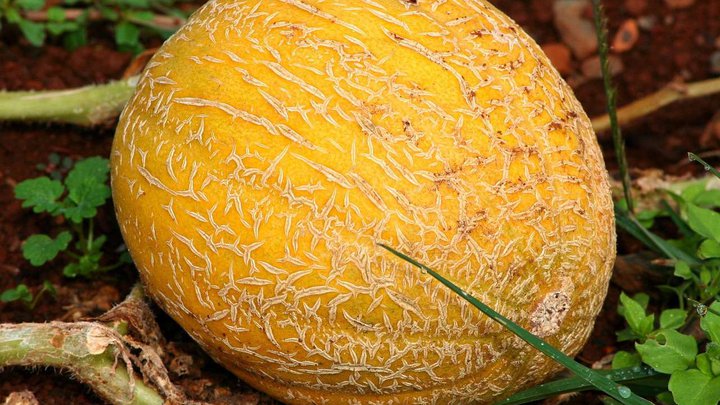 melon