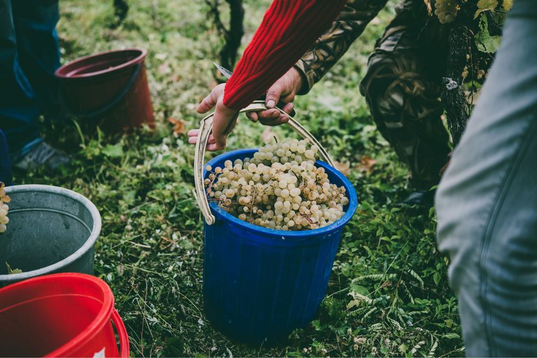Rtveli Wine Festival in Georgia: Celebrating the harvest and winemaking traditions