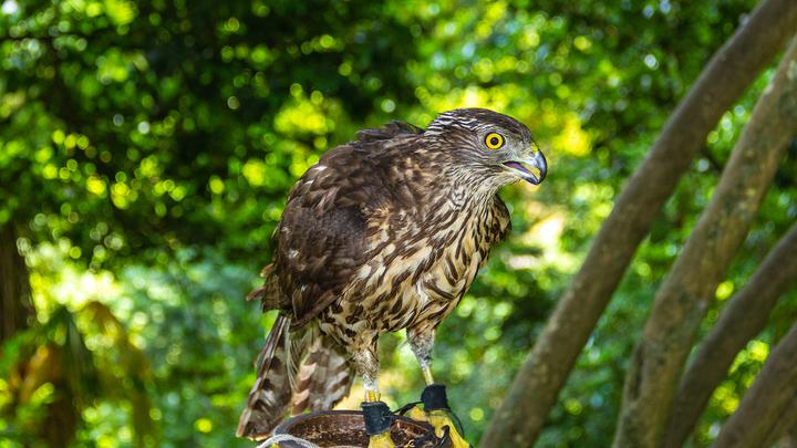Festival of observation of migratory birds in Adjara