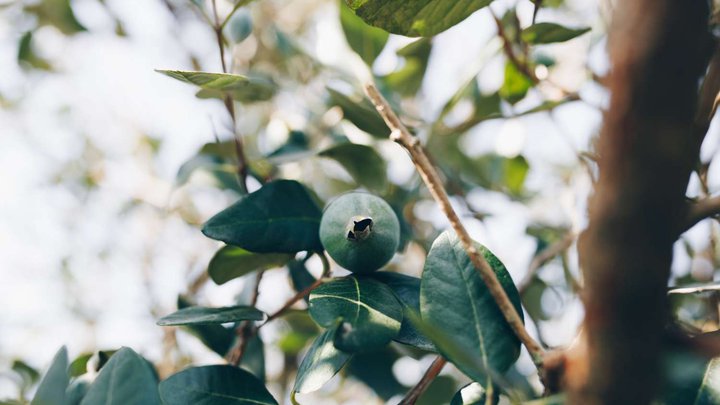 feijoa