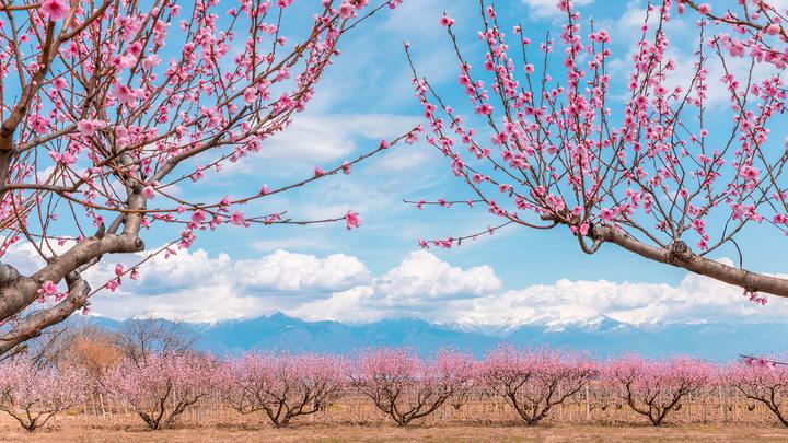 Peach garden in Telavi. Prices. Don't be deceived!
