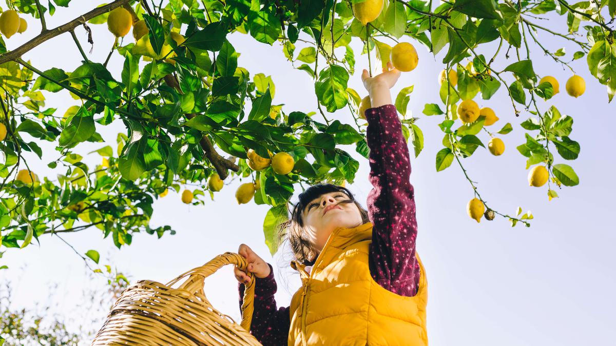 A child with fruit