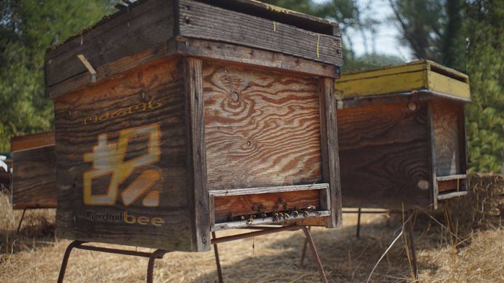 Gold bee