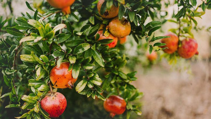 pomegranate