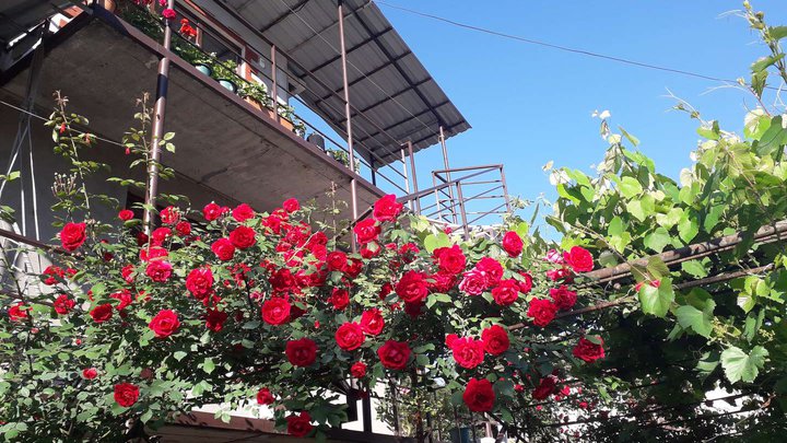 მეტრეველი