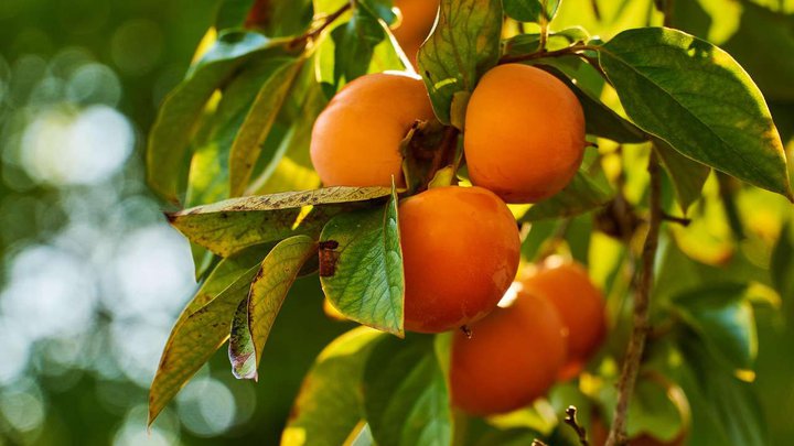 persimmon