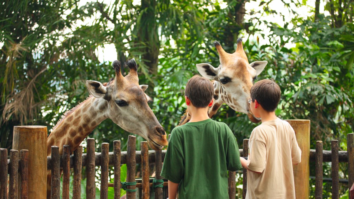 Giraffes in the Tbilisi Zoo