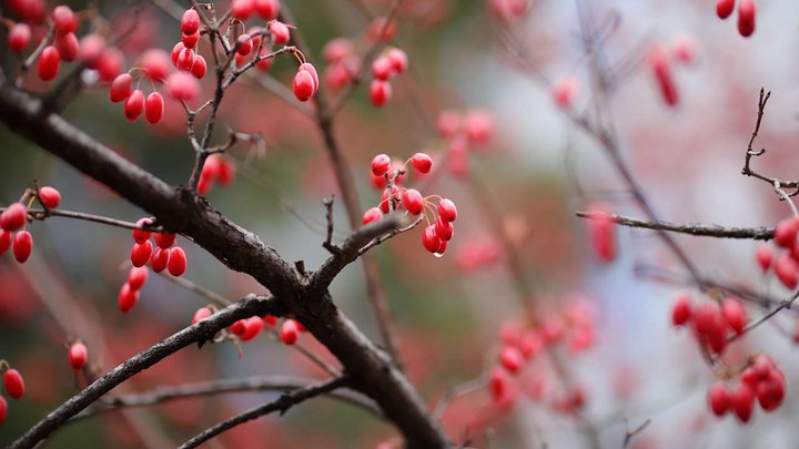 dogwood