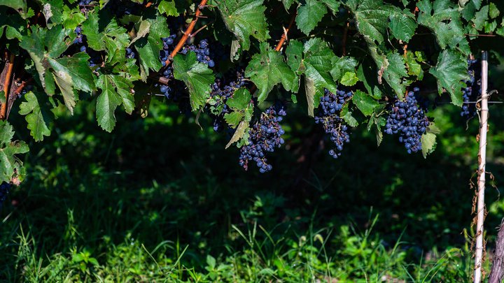 Georgian Wine