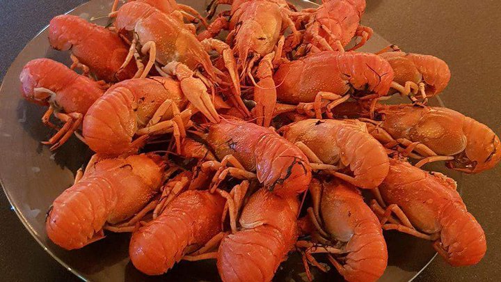Los Crayfish Hermanos
