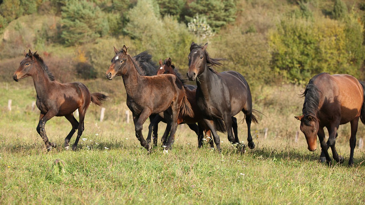 Ecotourism in Georgia