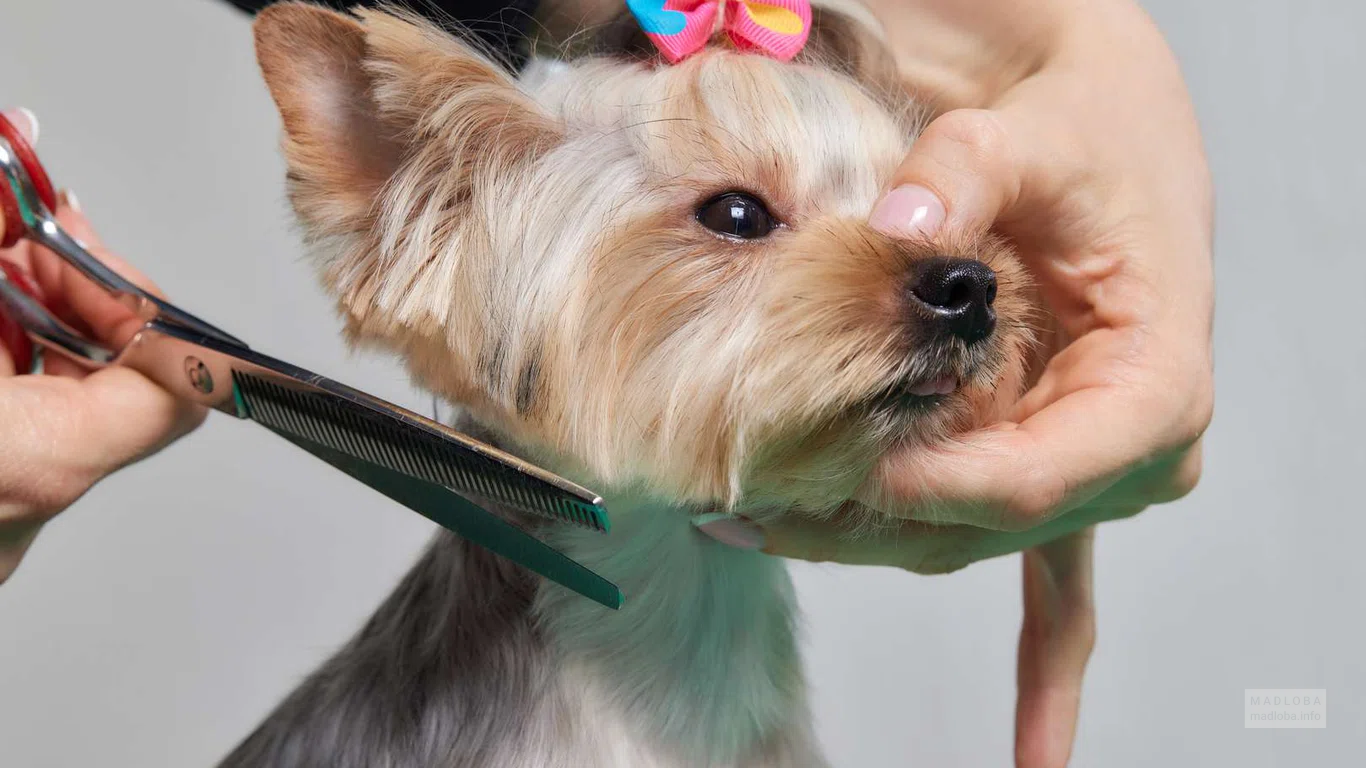 Pet salon (Mikhail Bukhaidze St.)