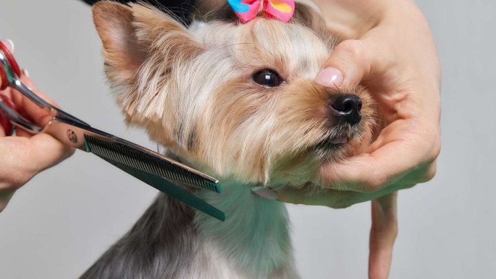 Pet salon (Mikhail Bukhaidze St.)