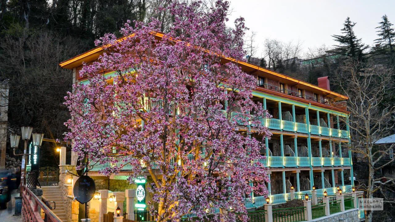 Magnolia