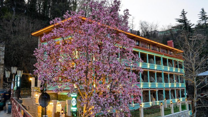 Magnolia