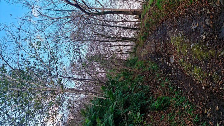 marshrut-Batumi-gora-Anariya-34.jpg