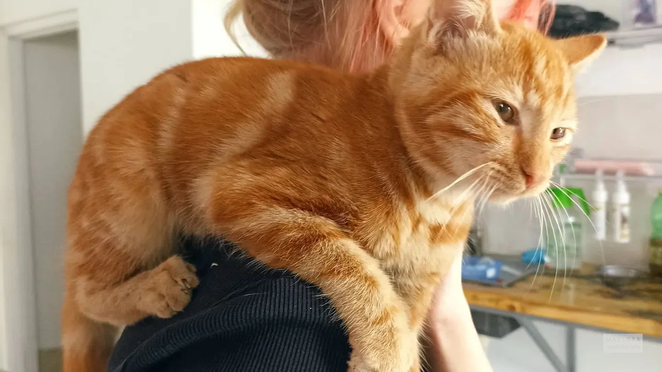 Котокафе Мяу Мама