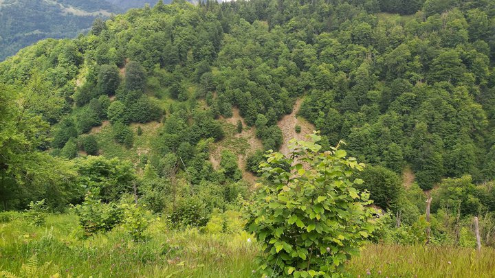 merissi-garetke-georgia-154.jpg