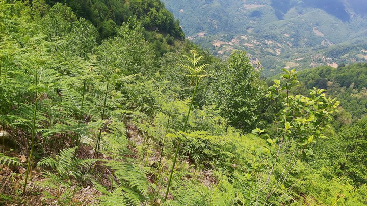 merissi-garetke-georgia-74.jpg