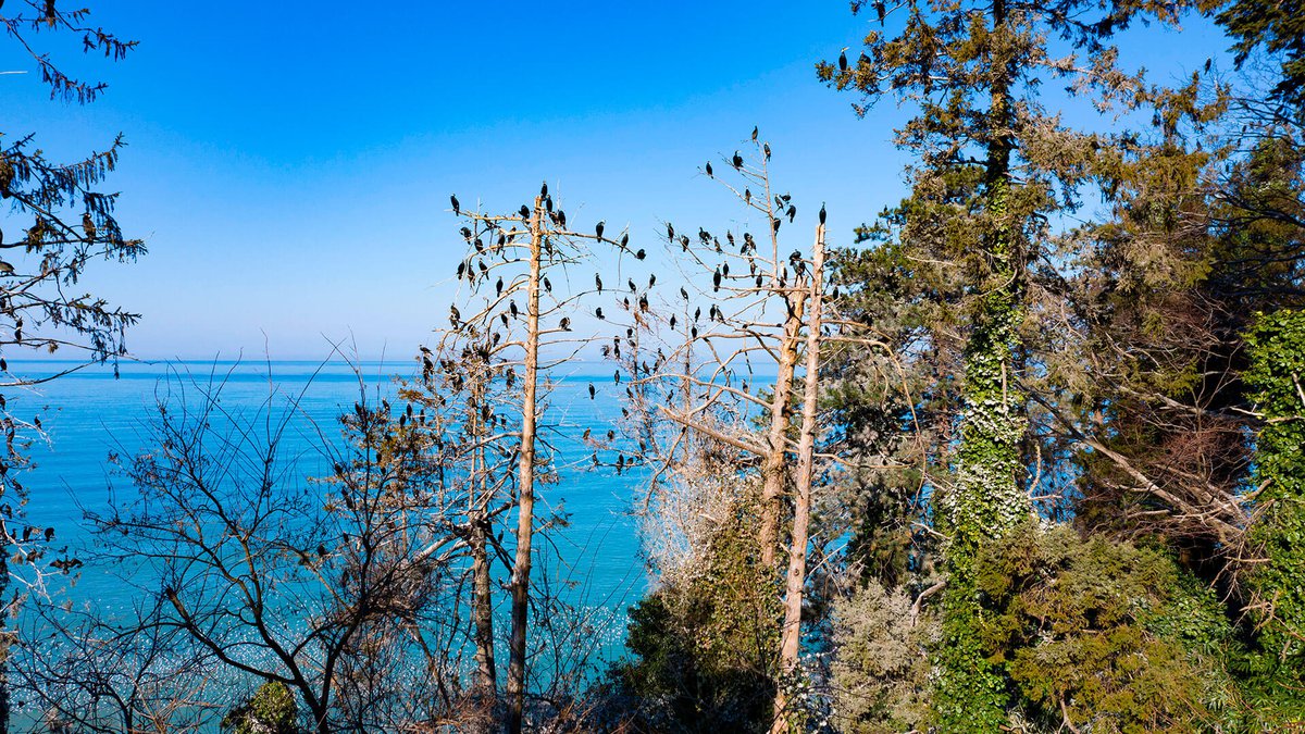 migratory-birds-Georgia-01.jpg