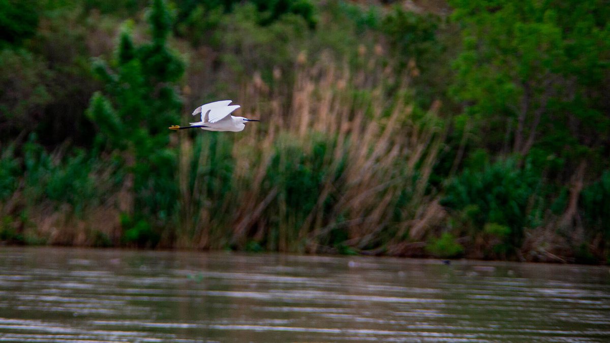 migratory-birds-Georgia-02.jpg