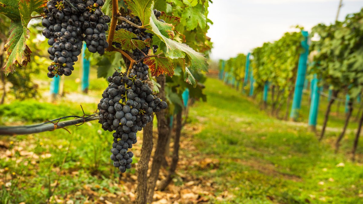 Wine-making Georgia