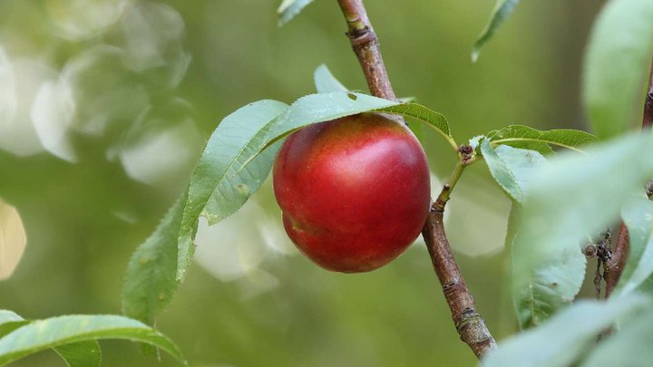 nectarine