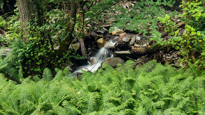 Nunisi: the oldest healing source