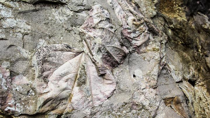 Goderdzi Petrified Forest