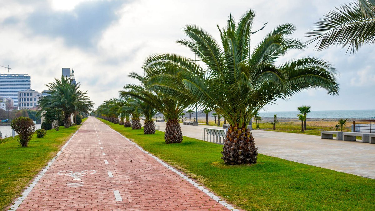 Avenue of Palm trees in Batumi Georgia