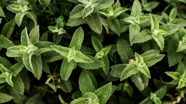 ombalo (pennyroyal)