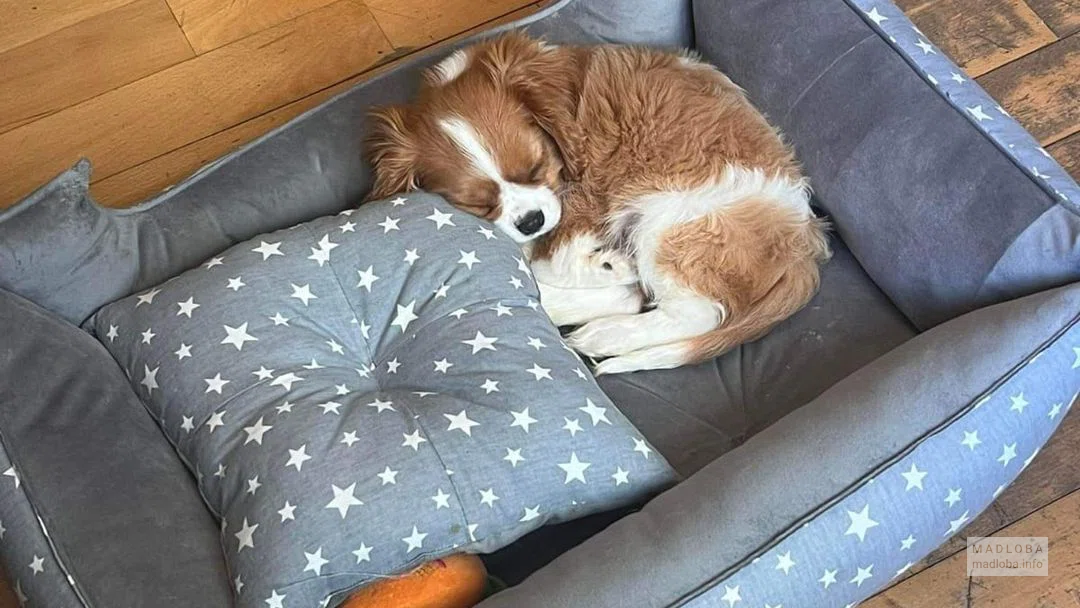 Paw-paw