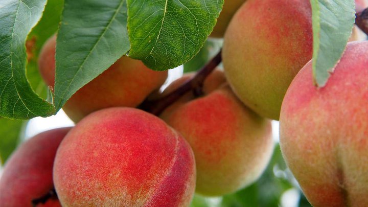 peach