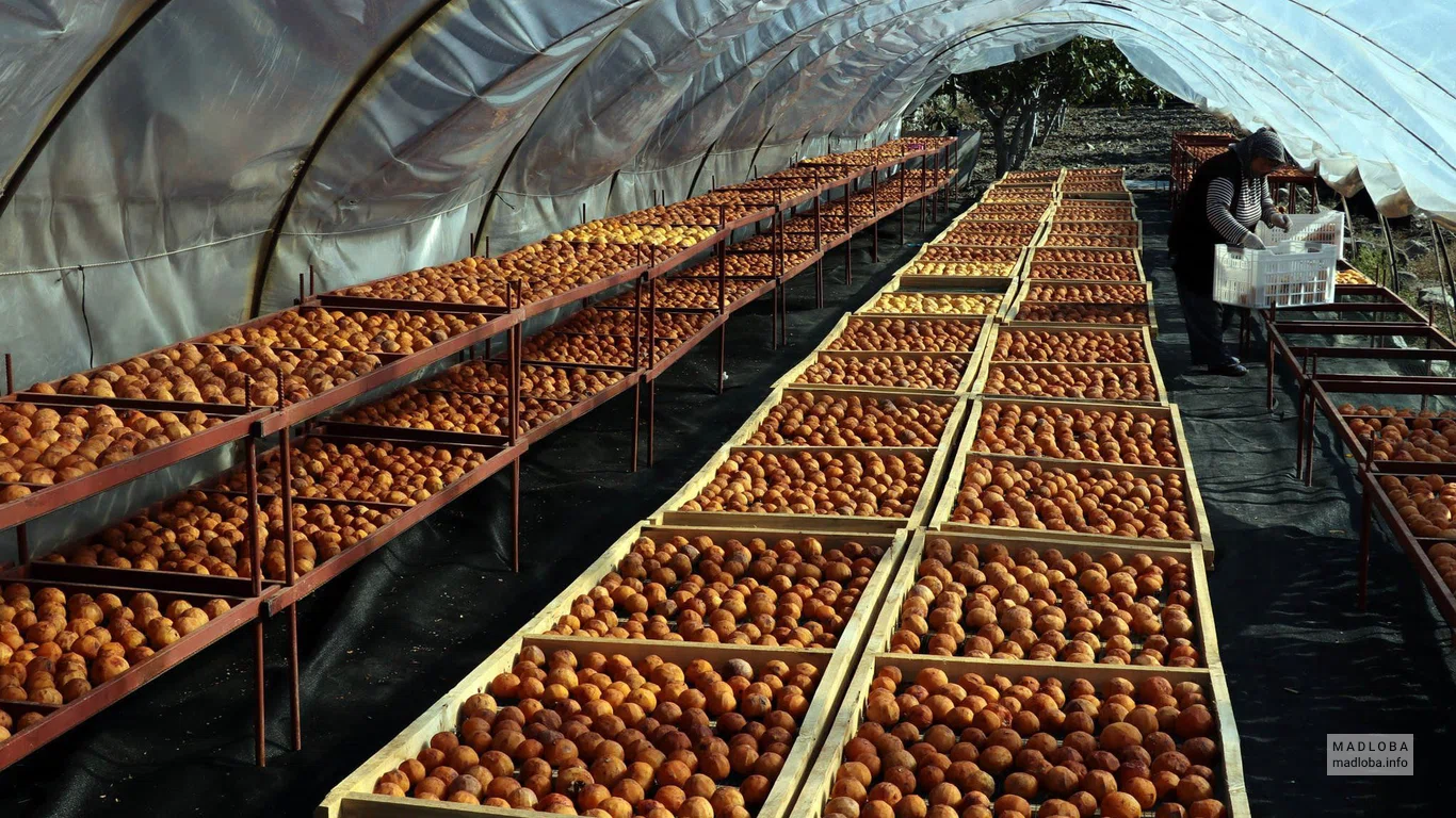 Agriculture Bolnisi