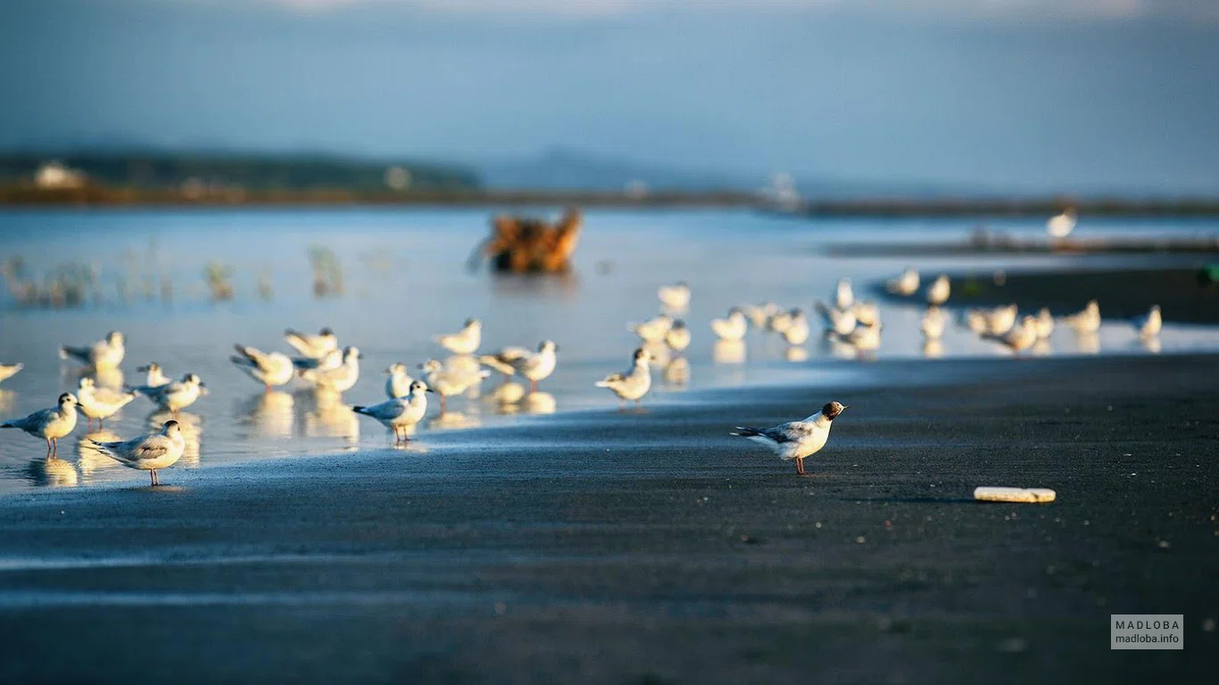Poti Beach