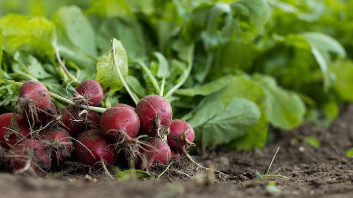 radish